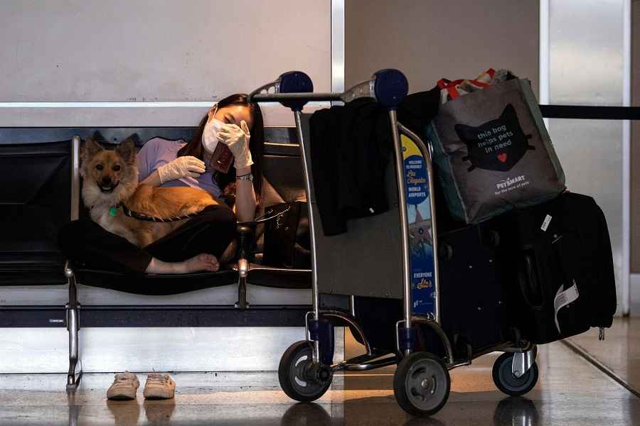 Flying International With Your Dog