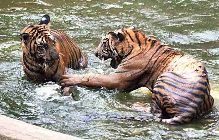 Guwahati Zoo