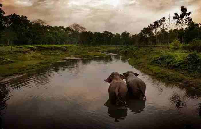 Manas National Park