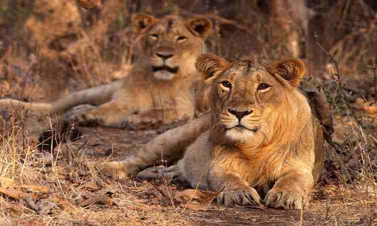 Gir National Park