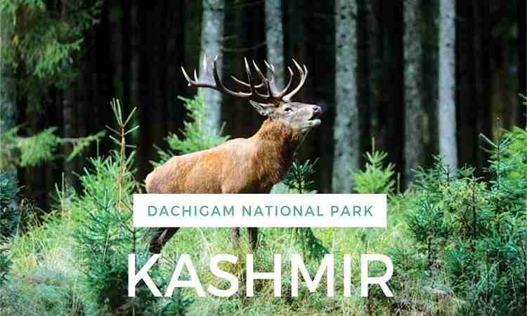 Dachigam National Park