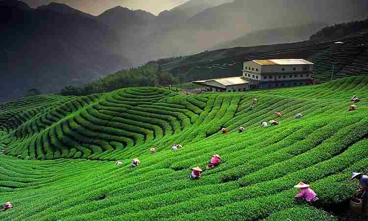 Tea Garden